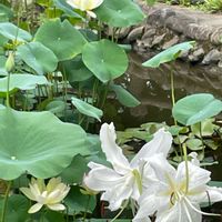 ハス,ユリ,タケ,サンゴジュ,アマクリナムの画像