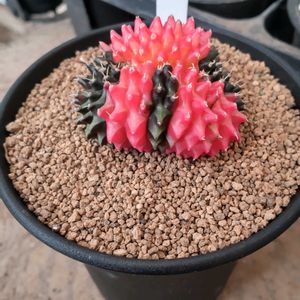 緋牡丹錦綴化,緋牡丹錦綴化,ギムノカリキウム属,珍奇植物,グランカクタスの画像