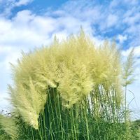 パンパスグラス,可憐な花,ビューティフル サンデー,明日はきっと良い日になる,2019同期の画像