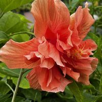 ハイビスカス ロバツス,ハイビスカス　アプリコットプリンセス,極小ハイビスカス,ハイビスカス フェアリーブーケ,ハイビスカス アポロビックの画像