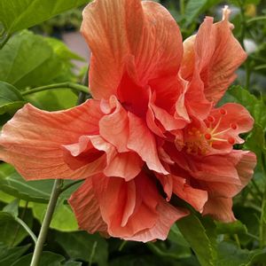 ハイビスカス ロバツス,ハイビスカス　アプリコットプリンセス,極小ハイビスカス,ハイビスカス フェアリーブーケ,ハイビスカス アポロビックの画像