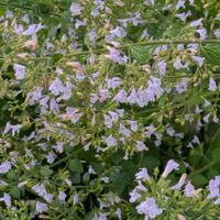 カラミンサ,カラミンサ・ネペタ,安曇野,信州大好き⛰️,紫の花の画像