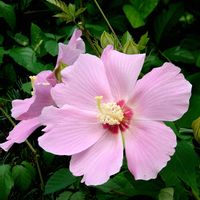 フヨウ,芙蓉 (フヨウ),優しいピンク,癒しのピンク,素敵な日曜日を✨の画像