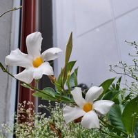 マンデビラの画像