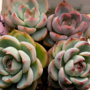 多肉植物,葉挿し,多肉寄せ植え,実生苗,葉挿しっ子の画像
