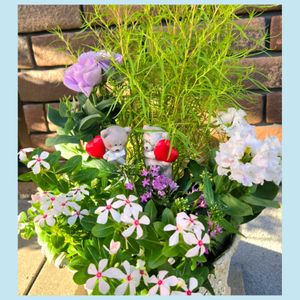 ハイビスカス,寄せ植え,ハイビスカス ヘップバーン,輝かしい未来,毎日がワクワクの画像