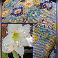 アマリリス,エキナセア,シレネ,ニチニチソウ,ロベリアの画像