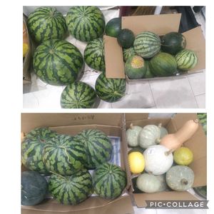 放置栽培,種蒔きから,夏野菜収穫,自然にお任せの画像