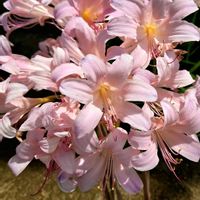 リコリス,ナツズイセン,いつもありがとう♡,多年草,綺麗の画像