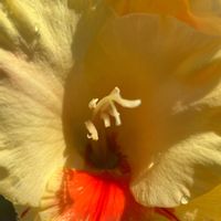 グラジオラス,黄色い花,癒し,イエロー,元気❗❗の画像