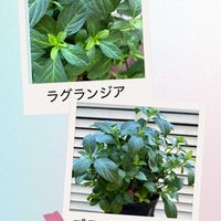 ビデンス,スーパーアリッサム,ボンザマーガレット,ラグランジア ブライダルシャワー,夏の花の画像