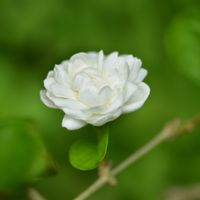 マツリカ,マツリカ,茉莉花,サンバックジャスミン,咲くやこの花館の画像