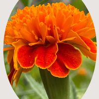 ヘメロカリス,マリーゴールド,花のある暮らし,お花大好き♡,花友さんに感謝♡の画像