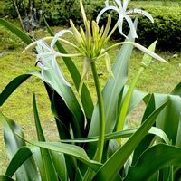 ハマユウ,山野草,多年草,ヒガンバナ科,植栽の画像
