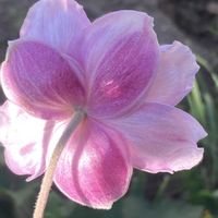 ナナカマド,ホトトギス,ルドベキア タカオ,ワレモコウ（吾亦紅）,シュウメイキク（秋明菊)の画像