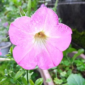 小さな花壇,一期一会,お出かけ先☆の画像