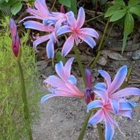 ナツズイセン,ナツズイセン,リコリス・スプレンゲリー,綿の花,綿の花の画像