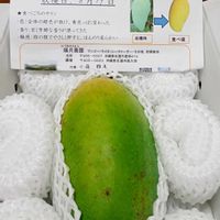 アラビアンジャスミン,綿の花,アラビアンジャスミン　八重咲き茉莉花,癒し,素敵便の画像