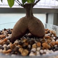ガジュマルの画像