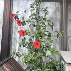 ハイビスカス,夏野菜,キッチン,家庭菜園,庭の画像