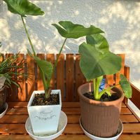 クワズイモ,観葉植物,グリーン,庭,その他エクステリアの画像