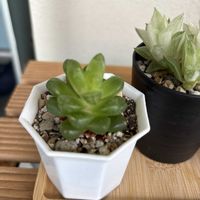 オブツーサ,氷砂糖の画像