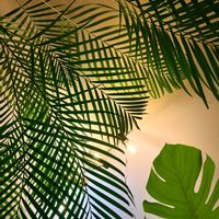 アレカヤシ,観葉植物,ワンルームの画像