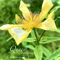 ヒペリカム,ビヨウヤナギ,自然観察,黄色い花,花のある暮らしの画像