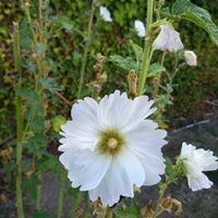 タチアオイ,タチアオイ,タチアオイ(立葵),花のある暮らし,いつもの散歩道の画像