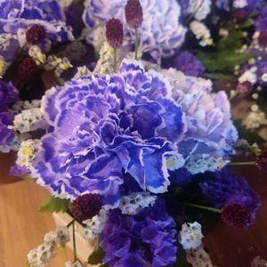 カーネーション,涼しげ,素敵な出会いに感謝,胸キュン,ビューティフル サンデーの画像