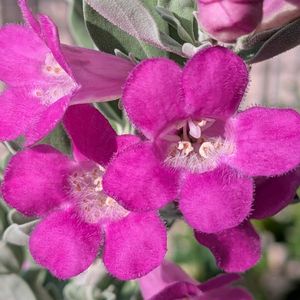 寄植え,ハンギング,小さな庭,玄関アプローチ,庭の画像