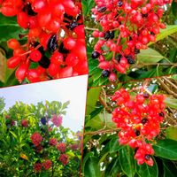 コリウス,ユリ,メタセコイア,サンゴジュ,花のある暮らしの画像