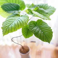 ウンベラータ,フィカス　ウンベラータ,うん兵衛さん,観葉植物,挿し木の画像