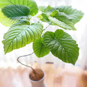 ウンベラータ,フィカス　ウンベラータ,うん兵衛さん,観葉植物,挿し木の画像