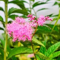 クガイソウ,グンナイフウロ,シモツケソウ,トリカブト,山野草の画像
