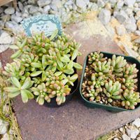 オーロラ,多肉植物,多肉大好き,つながりに感謝の画像