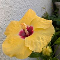 キンカン,ハイビスカス,꒰ღ˘◡˘ற꒱かわゅ~,花のある暮らし,頑張れ熊本！の画像
