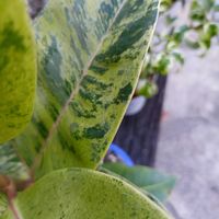 フィカス・ジン,観葉植物,ネコ好き,花のある暮らし,植物のある暮らしの画像
