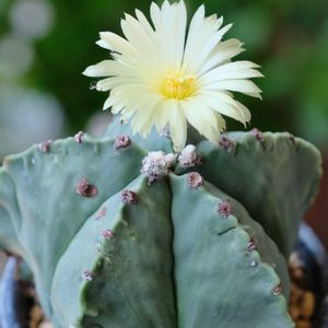 多肉植物,ベランダガーデニング,多肉植物のある暮らし,癒し…♡,自作リメ鉢の画像
