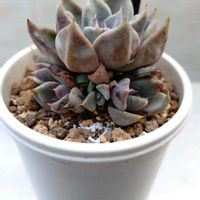 エケベリア,優木園さん苗,白くま。,多肉植物,love&peaceの画像