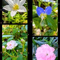 ダイアンサス,タマスダレ,ツユクサ,花のある暮らし,ミニミニ薔薇の画像