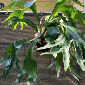 ビカクシダ ヒリー,多肉植物,塊根植物,シダ植物,コーデックスの画像