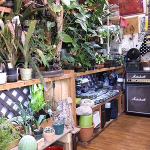 多肉植物,ウラボシ科,ビカクシダ属,食中植物,塊根の画像