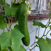 キュウリ,きゅうり,プランター野菜,プランター栽培,きゅうり栽培の画像