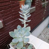 冬美人,ガーデニング,多肉棚,多肉植物とサボテン,タニパトの画像
