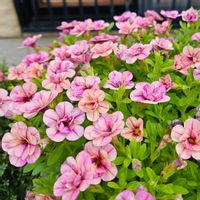 カリブラコア,ナラフラセレクション,鉢植え,明るい日陰,プランターの画像