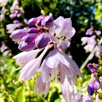 ギボウシ（ホスタ）,擬宝珠,ギボウシ(擬宝珠),夏の花,夏休みの画像