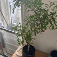 ポリシャスの画像
