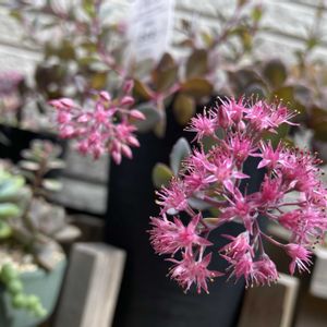 からす葉みせばや,多肉植物,ネコ好き,多肉中毒,植中毒の画像