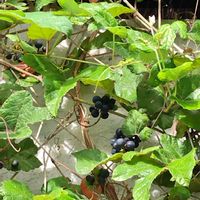 ノブドウの画像
